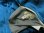 画像20: Tailor Toyo(Tailor東洋) KOSHO & CO. SPECIAL EDITION “ALASKA MAP×ALASKA EAGLE” Late 1950s Style Acetate ×Acetate Quilted Souvenir Jaket“ サテン×サテンキルティングスカジャン 2021年生産 TT14974-125