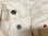 画像9: 鬼デニム(ONIデニム) タイトストレート “ホワイト（生成）” 14ozオーガニックコットンデニム 水洗い済み ONI546-OGW-21